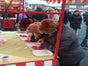 Lebkuchenherzen bemalen inkl. 100 Herzen buchen - Galerie - Bild 2