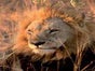 Afrikanische Tiere - Kulisse, Afrika, Tier, Giraffe, Löwe, Nashorn, Figur - Galerie - Bild 2