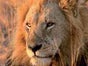 Afrikanische Tiere - Kulisse, Afrika, Tier, Giraffe, Löwe, Nashorn, Figur - Galerie - Bild 2