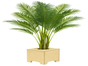 Hanfpalme mit Holz-Topf, Wetterfest. ARECA Palme mieten – Tropische Goldfruchtpalme für Event, Messe & Beach-Party - Galerie - Bild 2