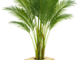 Hanfpalme mit Holz-Topf, Wetterfest. ARECA Palme mieten – Tropische Goldfruchtpalme für Event, Messe & Beach-Party - Galerie - Bild 2