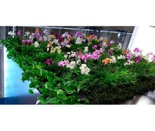 Vertical Gardening