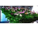 Vertical Gardening