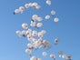 Ballonweitflugaktion / Heliumballonweitflugaktion inkl. 19% MwSt. - Galerie - Bild 2