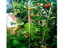 Sensual Gardening