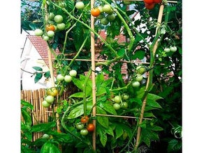 Sensual Gardening