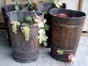 Weinkiepen, Wein, Weinlese, Weintrauben, Bottich, Holzbottich, Kiepe - Galerie - Bild 2