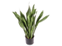 Sanseveria Bogenhanf Pflanze mieten – Sonstige Pflanzen - Galerie - Bild 3