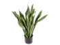 Sanseveria Bogenhanf Pflanze mieten – Sonstige Pflanzen - Galerie - Bild 3