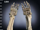 Halloween Dekorationen - Skelett Arme