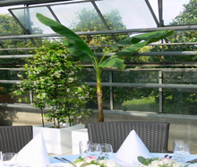 Banane im weißen Kubus