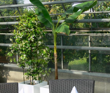 Banane im weißen Kubus