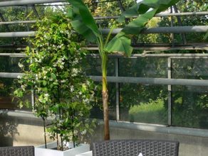 Banane im weißen Kubus