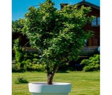Orangenbaum im Gartentopf