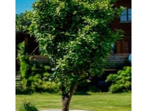 Zitronenbaum L im Gartentopf