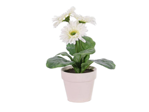Gerbera-Kunstblumen Weiß 6er Set mieten – Miettisch, Eventtisch, Veranstaltungstisch, Partytisch