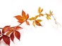 Wein- und Efeuranken, Wein, Weinranken, Efeuranken, Efeu, Blumen, Trauben - Galerie - Bild 2
