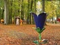 Springblume - Blume mit Springbrunnen - Galerie - Bild 4