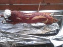 Spanferkelgrill bis 30 Kg - Galerie - Bild 1