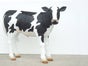 Kuh Figur, Kalb, Bauernhof, Bauer, Milch, Milchkuh - Galerie - Bild 2