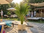 Hanfpalme mit Holz-Topf, Wetterfest. ARECA Palme mieten – Tropische Goldfruchtpalme für Event, Messe & Beach-Party - Galerie - Bild 4