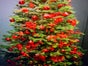 Geschmückter  Weihnachtsbaum (leben) bis 2,50m Hollywood style - Galerie - Bild 4