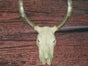 Bullenschädel - Skull - Kuh Hörner - Galerie - Bild 3