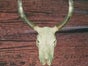 Bullenschädel - Skull - Kuh Hörner - Galerie - Bild 3