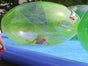 Wasserbälle / Water Walker / Aqua Balls mit Pool - Galerie - Bild 3