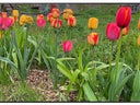 Samsung MD65C - 65Zoll LCD Display - Galerie - Bild 1