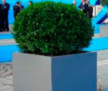 Buchskugel S mit Kubus grau