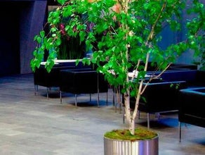 Birke im Edelstahlring mit Topfbedeckung Moos