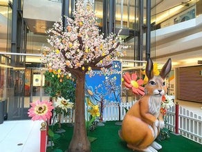 Kirschblüten Baum - Frühlingsbaum - Kirschbaum