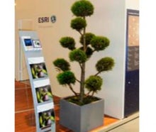 Juniperus Pon-Pon im Kubus grau