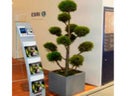 Juniperus Pon-Pon im Kubus grau