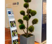 Juniperus Pon-Pon im Kubus grau