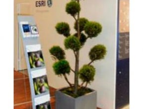 Juniperus Pon-Pon im Kubus grau