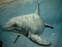 Delfin Unterwasser Bühnenbild - Galerie - Bild 2