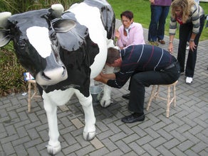 Wettmelken mit Kuh Else (Kuhmelken)