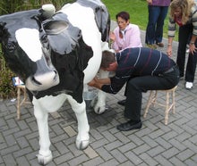 Wettmelken mit Kuh Else (Kuhmelken)