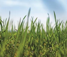 Bühnenbild Gras - Frühlings- Dekoration