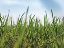 Bühnenbild Gras - Frühlings- Dekoration