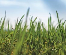 Bühnenbild Gras - Frühlings- Dekoration