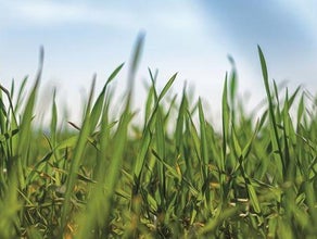 Bühnenbild Gras - Frühlings- Dekoration