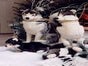 Husky Stofftiere, Huskys, Schlittenhunde, Schlitten, Tier, Hund - Galerie - Bild 2