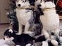 Husky Stofftiere, Huskys, Schlittenhunde, Schlitten, Tier, Hund - Galerie - Bild 2