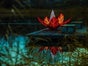 Seerose - Lichtdekoration - schwimmende Blume - Galerie - Bild 3