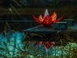 Seerose - Lichtdekoration - schwimmende Blume - Galerie - Bild 3
