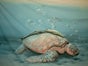 Schildkröte Unterwasser Bühnenbild - Galerie - Bild 2