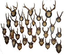 Hirschgeweihe, Geweihe, Hörner, Hirsch, Wildtier, Tier